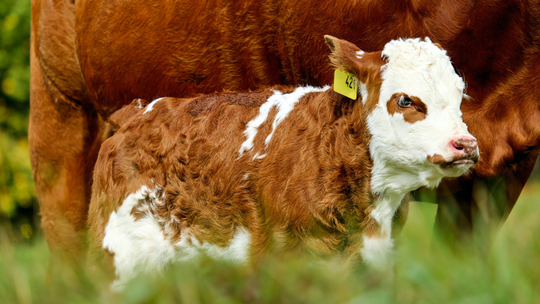 Simmental kalv