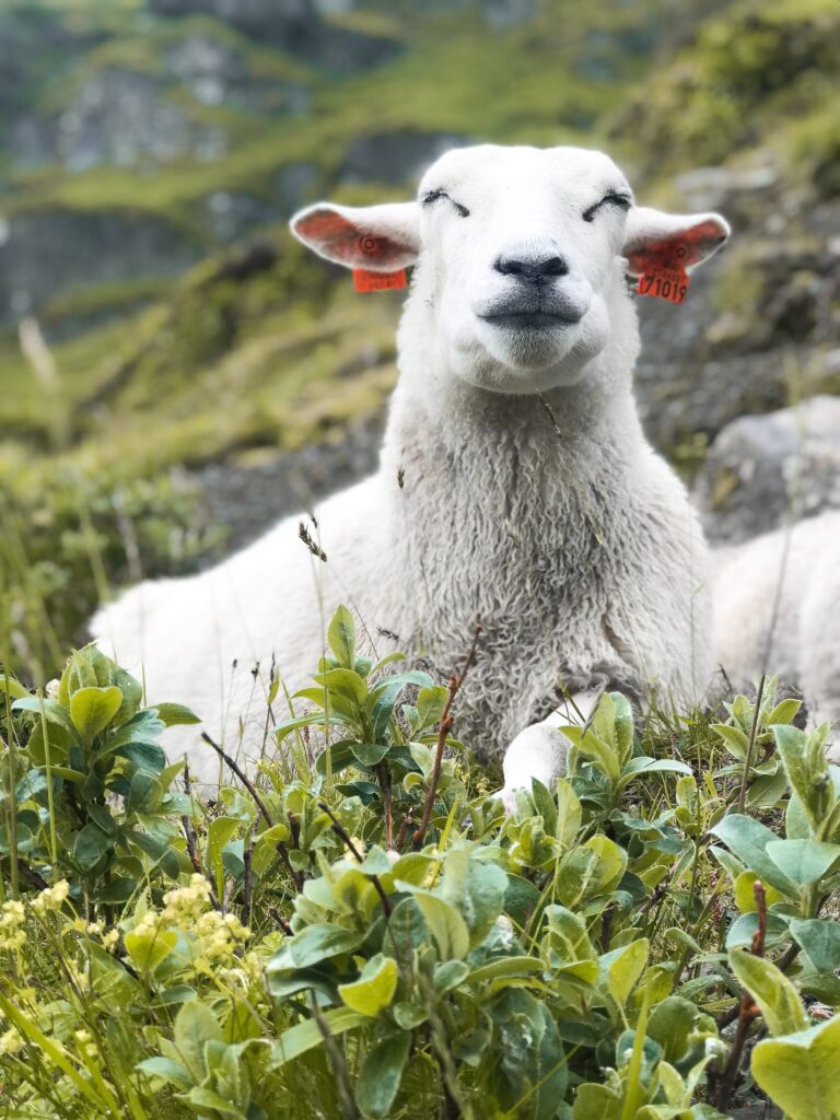 Sau i gras som smiler