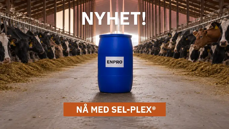 ENPRO med Sel-Plex i fjøs
