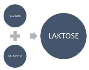 glukose + galaktose = Laktose