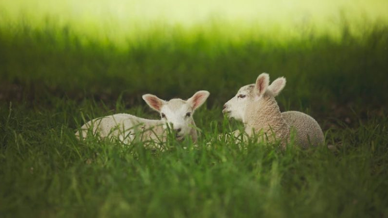 To lam som ligger i en grønn eng