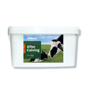 AfterCalving støtter kua rett etter kalving