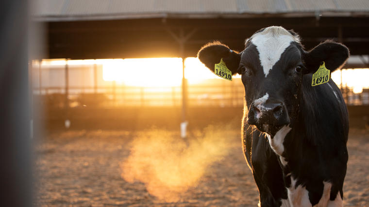 Mineraltilskudd til storfe